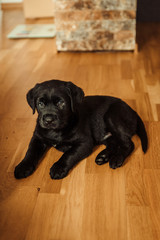 black labrador retriever puppy sitting on the floor