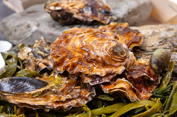 Fresh zeeuwse creuse pacific or japanese oysters molluscs on fish market in Netherlands