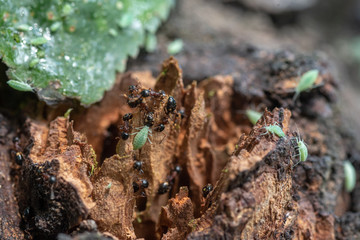 Ants Enslaving Plum Aphids To Feed With Their Honeydew.