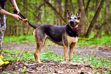 A woman with a furminator takes care of the hair of her dog in the forest. The concept of the need for hygiene and care for dogs. The problem of molting a pet.