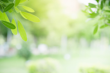 Amazing nature view of green leaf on blurred greenery background in garden and sunlight with copy space using as background natural green plants landscape, ecology, fresh wallpaper concept.