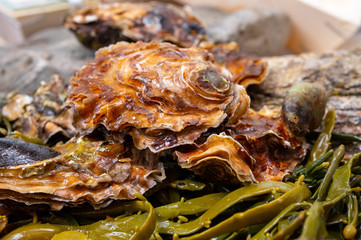 Fresh zeeuwse creuse pacific or japanese oysters molluscs on fish market in Netherlands