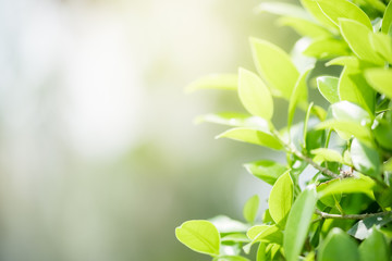 Amazing nature view of green leaf on blurred greenery background in garden and sunlight with copy space using as background natural green plants landscape, ecology, fresh wallpaper concept.