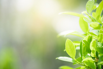Amazing nature view of green leaf on blurred greenery background in garden and sunlight with copy space using as background natural green plants landscape, ecology, fresh wallpaper concept.
