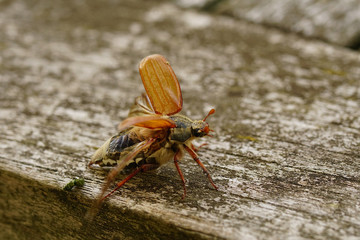 May Beetle taking Off