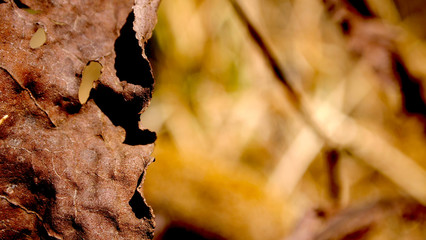 Dry leaf
