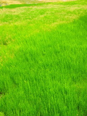 若草茂る初夏の野原風景