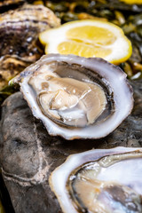 Fresh pacific or japanese oysters molluscs shucked on stone with kelp seaweed background ready to eat