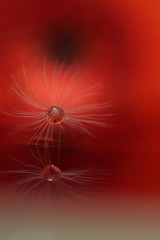Obraz premium Water droplets on dandelion threads creating reflections on shimmering water 