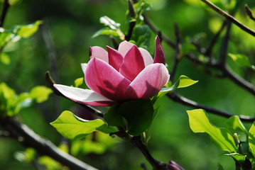 Nice pink magnolia tree flowers spring sunny day nature awakening