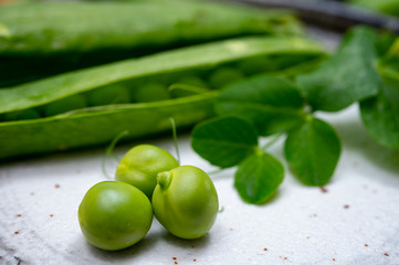 New harvest of ripe green peas legumes