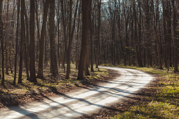 forest, nature, beautiful landscape in the forest