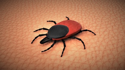Female tick on human skin. 3D-rendering.