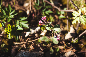 forest, nature, beautiful landscape in the forest
