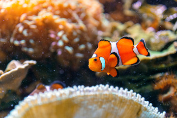 Fototapeta na wymiar Closeup up clownfish underwater with corals and reef. Aquarium and diving concept.