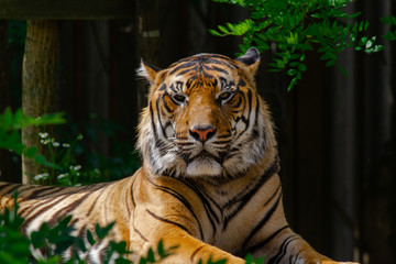 
portrait of a wild tiger in the jungle