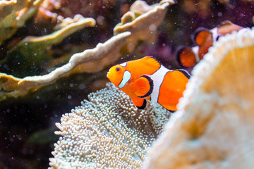 Fototapeta na wymiar Closeup up clownfish underwater with corals and reef. Aquarium and diving concept.
