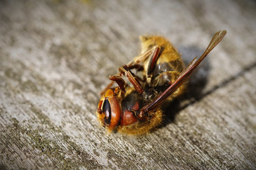 Dead Hornet on a Wooden Table