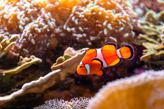 Closeup up clownfish underwater with corals and reef. Aquarium and diving concept.