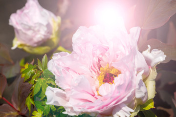 満開に咲いたピンクの牡丹の花と黒バックと光
