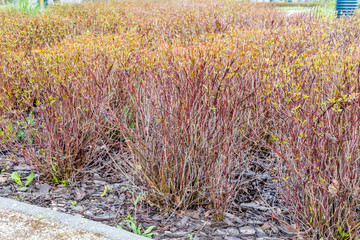 Lots of Cornus Sericea Kelseyi.