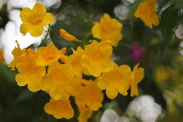 The yellow trumpet blooms in abundance.