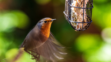 robin on a feeder