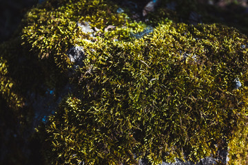 forest, nature, beautiful landscape in the forest