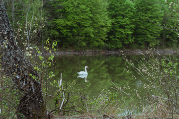 swan swims in the lake among the woods