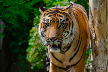 portrait of a tiger