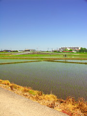 郊外の植田風景
