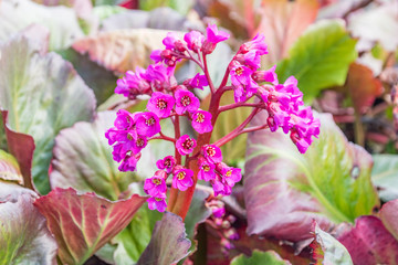 Flowers of heartleaf bergenia, Bergenia crassifolia.