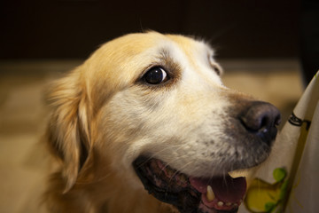 A big smiley face of a golden retriever in the house
