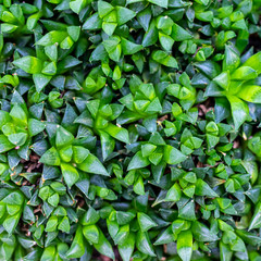 green leaves background