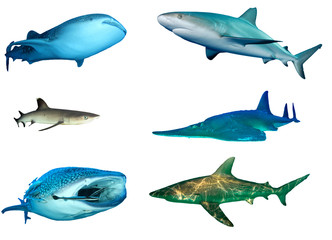 Fototapeta premium Shark species isolated. Whale Shark, Caribbean Reef, Whitetip Reef, Guitarfish (Shovelnose Ray) and Bronze Whaler Sharks cutout 