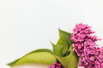 Lilac flowers on a white background. Frame of flowers. Flowers for congratulations.