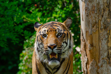 portrait of a tiger