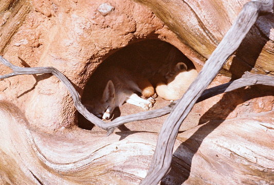 Fox Relaxing In Den Zoo