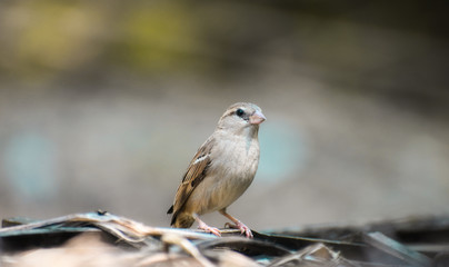 Sparrow