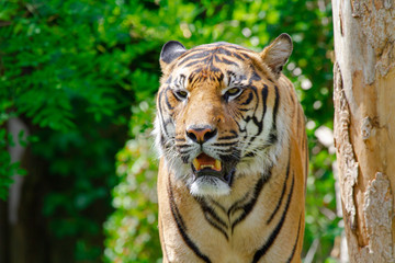 Fototapeta na wymiar head of a big wild tiger in the wild in the jungle in spring 