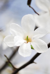 Obraz premium Nice white magnolia tree flowers spring sunny day nature awakening
