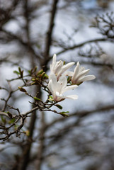 Nice white magnolia tree flowers spring sunny day nature awakening