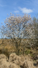 Fototapeta premium Blühender Baum Moor
