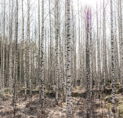 Fototapeta premium birch forest in the morning