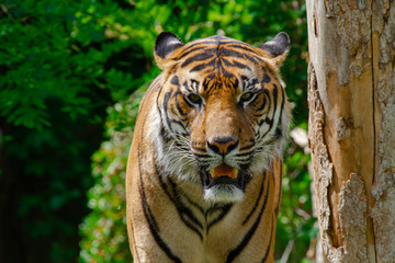 
head of a big wild tiger in the wild in the jungle in spring
