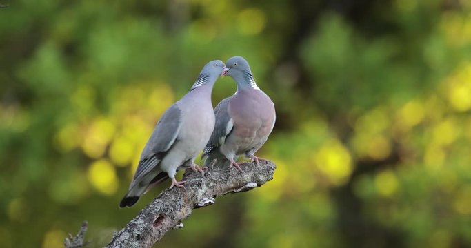 Couple de pigeon ramier (Columba palumbus) se donnant le becqu&eacute;e