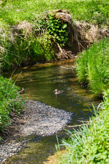 Female mallard in brook Pitkovicky potok