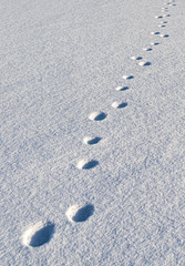 footprints in snow