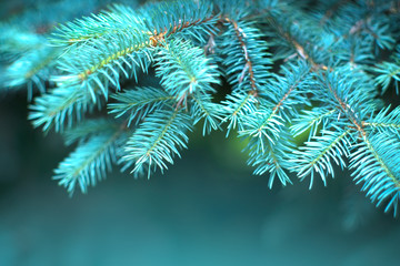 Blue Spruce growing in summer garden. Spruce outdoors, conifer needles close-up, nature. Sun flares. Garden design, gardening. Landscape design. Christmas tree border