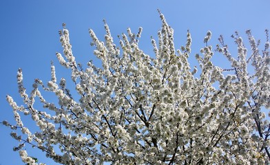 blue sky with cherry blossom